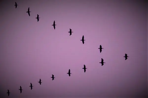 Image of birds flying in a formation to represent company culture.