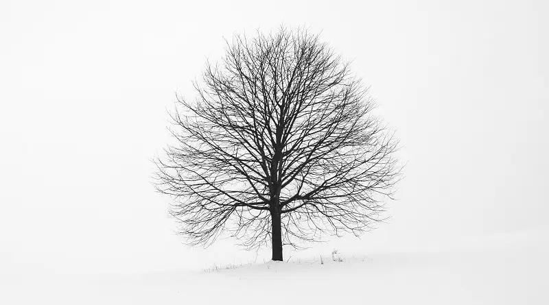 Photo of a tree in snow.